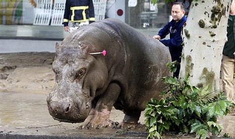 Hippopotamus on loose in Tbilisi shot with tranquilliser "" but tigers, lions and wolves still free - VIDEO